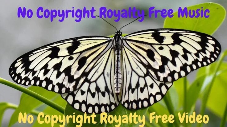 Полосатая бабочка черно белая название фото No Copyright Royalty Free Music Close Up Video Of Butterfly No Copyr.