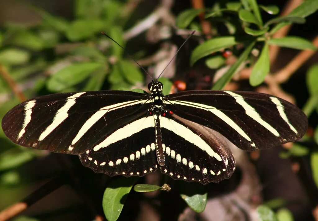 Полосатая бабочка черно белая название фото Zebra Longwing Big Cypress National Preserve Flickr