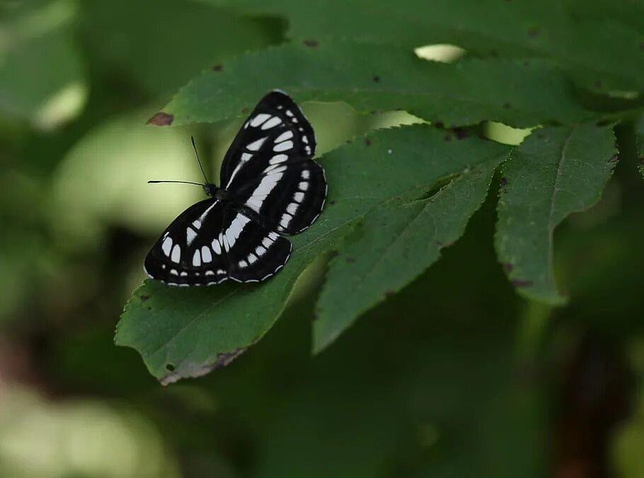 Полосатая бабочка черно белая название фото HD wallpaper: butterfly, white, black, insect, leaf, plant part, invertebrate Wa