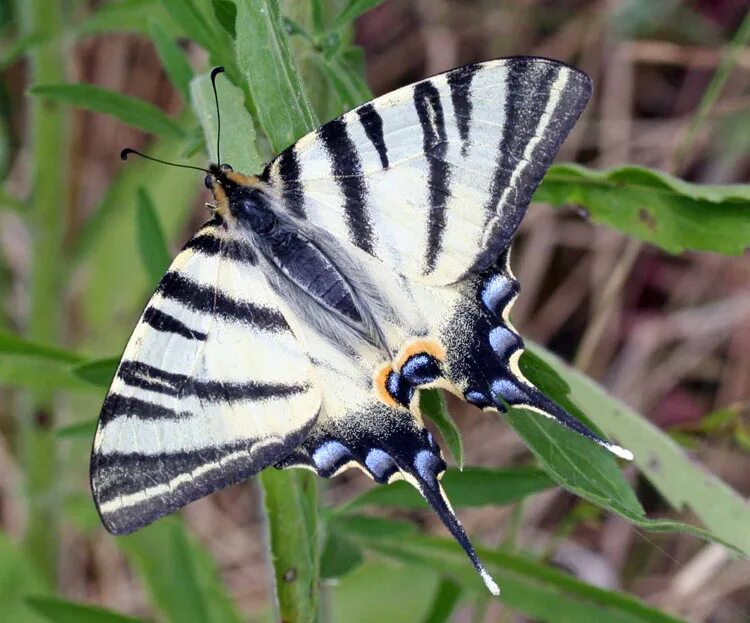 Полосатая бабочка черно белая название фото UK Butterflies