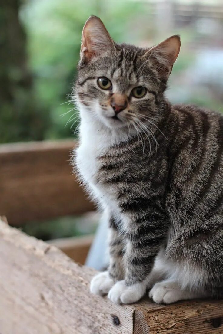 Полосатая кошка фото Tabby Cats Orange Fru Pedersens have: Opgradering af sandkasse camouflage. Beaut