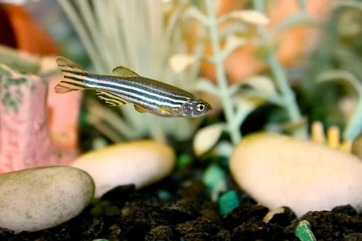 Полосатые аквариумные рыбки фото A Zebra Danio / Zebrafish (Danio rerio) looking for food