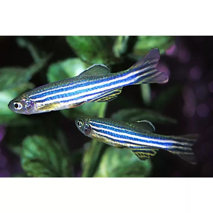 Полосатые аквариумные рыбки фото Zebra danio Aquarium fish, Tropical freshwater fish, Fresh water fish tank