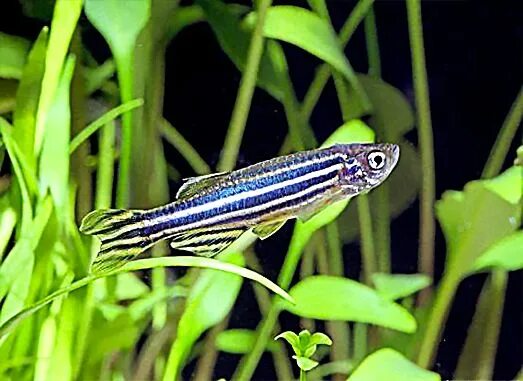 Полосатые аквариумные рыбки фото Longfin Zebra Danio (Danio rerio) Beautiful fish, Freshwater fish, Zebra