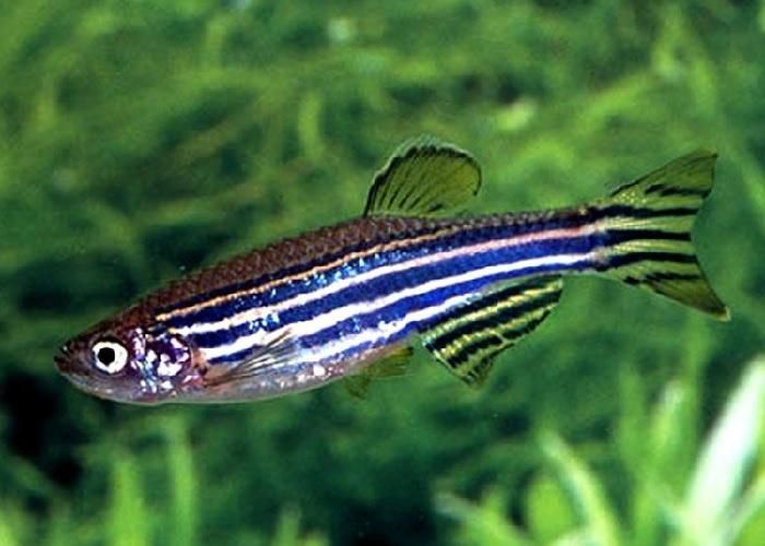 Полосатые аквариумные рыбки фото The zebrafish (Danio rerio) is a freshwater fish belonging to the minnow family 