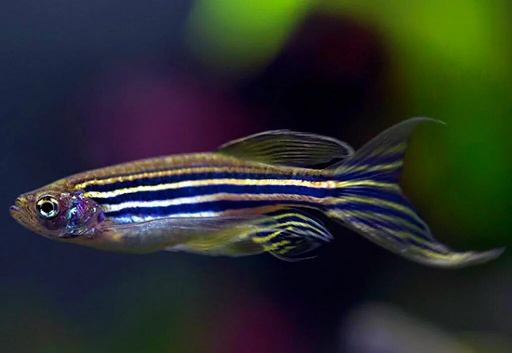 Полосатые аквариумные рыбки фото Zebra Danio is a good first fish for beginners to the tropical fish hobby Tropic