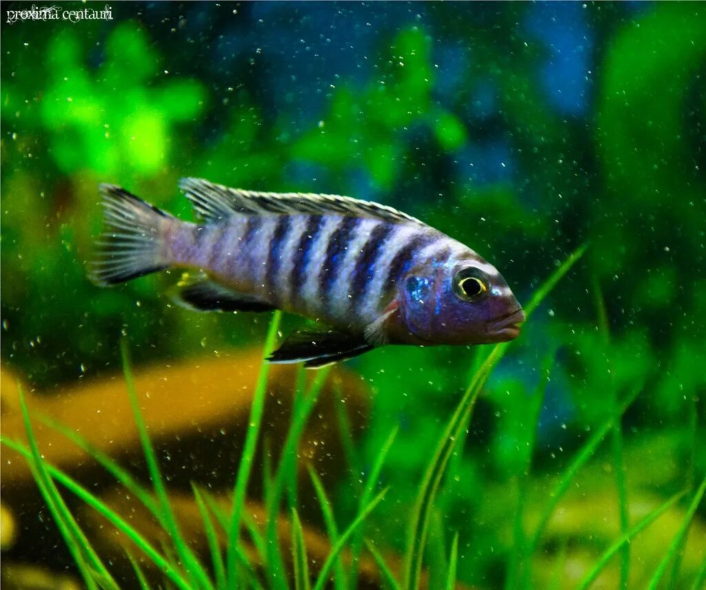 Полосатые аквариумные рыбки фото с названиями The 'electric' Blue Zebra Cichlid A beauty from the fish t. Flickr