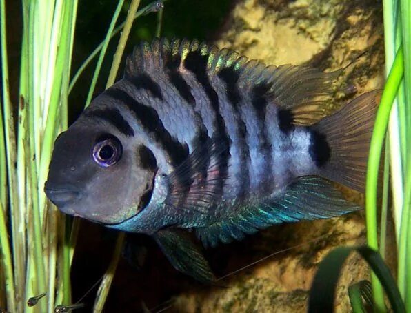 Полосатые аквариумные рыбки фото с названиями Pin on Freshwater Aquarium