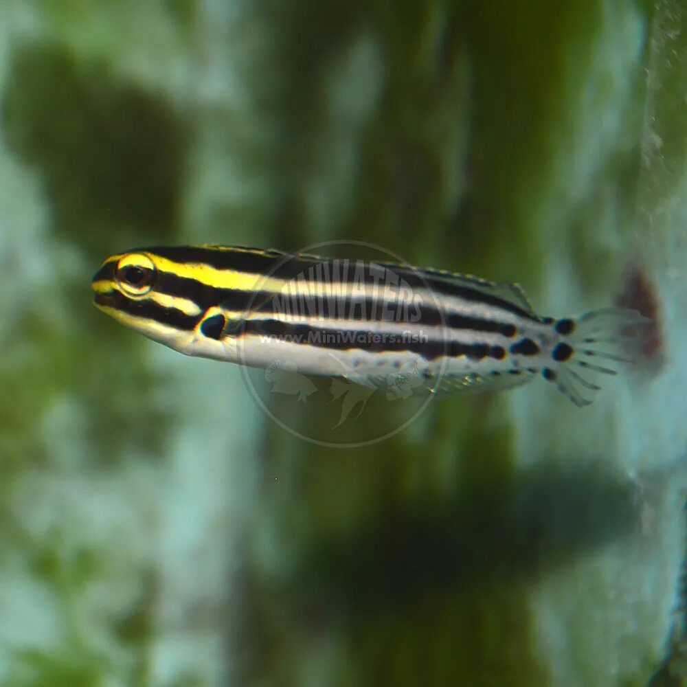 Полосатые аквариумные рыбки фото с названиями Meiacanthus grammistes "Striped Blenny", Captive Bred - Shop MiniWaters.FISH - O