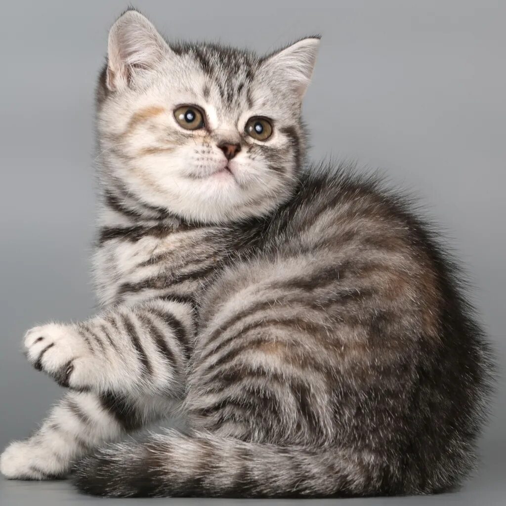 Полосатые британцы котята фото British Shorthair Kitten 1024 x 1024 iPad Wallpaper