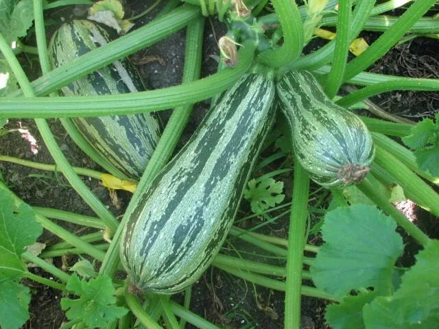 Полосатые кабачки фото Romanesco Type Zucchini Squash Zucchini squash, Zucchini, Squash