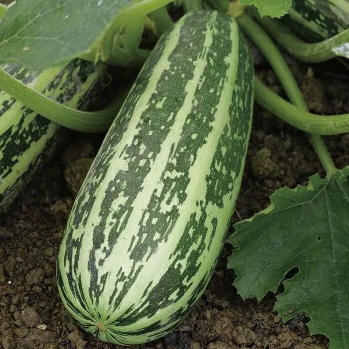 Полосатые кабачки фото Marrow Seeds Best Buy Online in Ireland at Lowest Prices