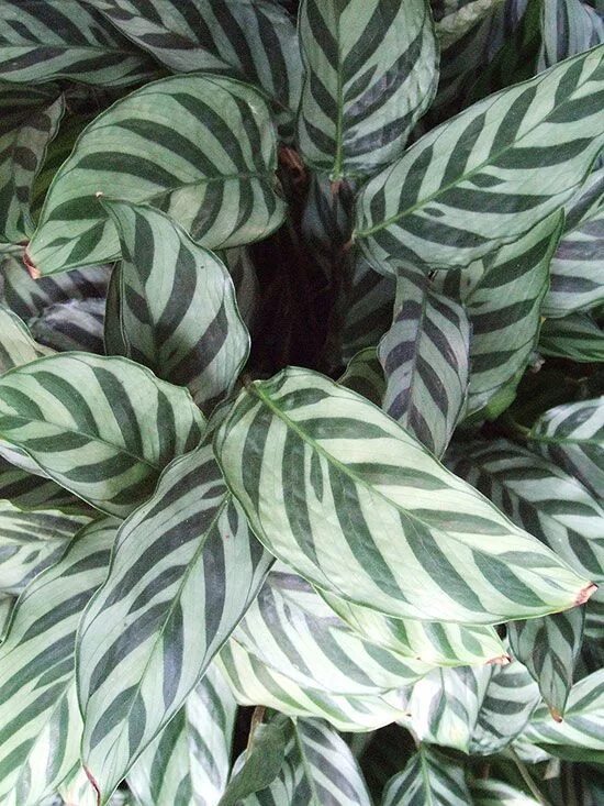 Полосатые комнатные растения фото Try These 24 Easy-to-Grow Houseplants With Low Watering Needs House plants, Low 