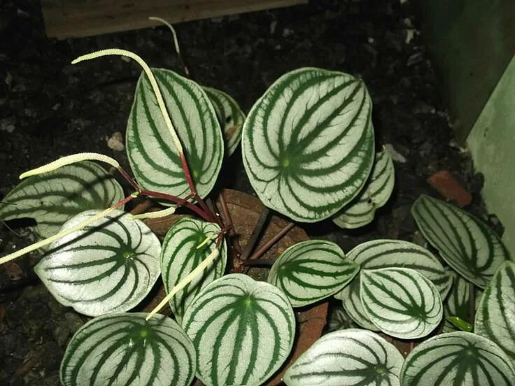 Полосатые комнатные растения фото Peperomia argyreia (Watermelon Peperomia) - World of Flowering Plants Peperomia,