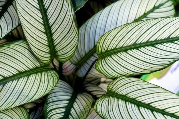 Полосатые комнатные растения фото Premium Photo Calathea ornata, variously striped, pin-stripe, or pin-stripe cala