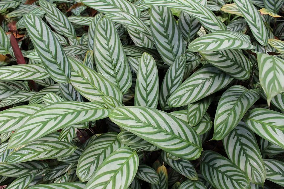 Полосатые комнатные растения фото и названия Купить Калатею (Calathea) комнатное растение в СПб в интернет - магазине