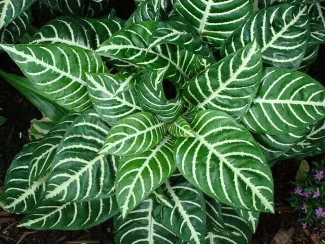 Полосатые комнатные растения фото и названия Zebra Plant indoor - Google Search Plantas de sombra, Plantas de jardín de sombr