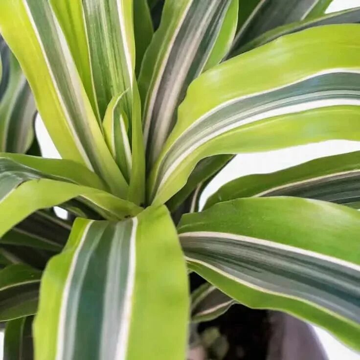 Полосатые комнатные цветы фото Dracaena Lemon Lime Care Plants