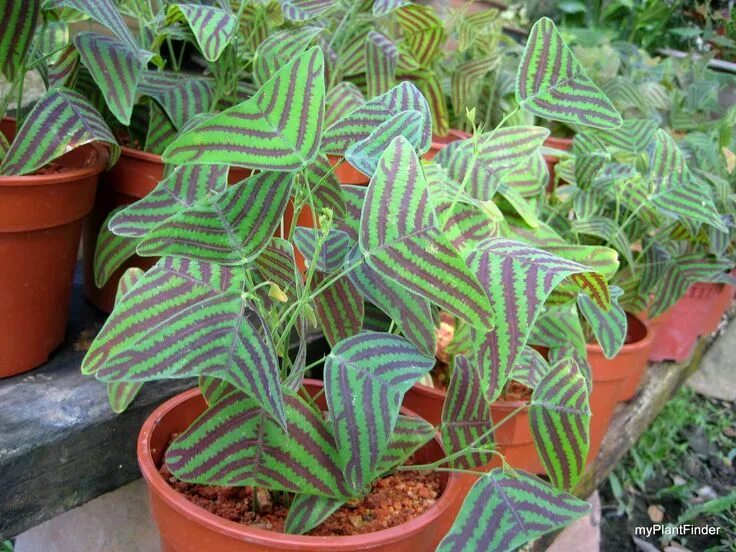 Полосатые комнатные цветы фото Christia obcordata 'Stripe' Common Name: Butterfly Leaf Plant, Iron Butterfly, B