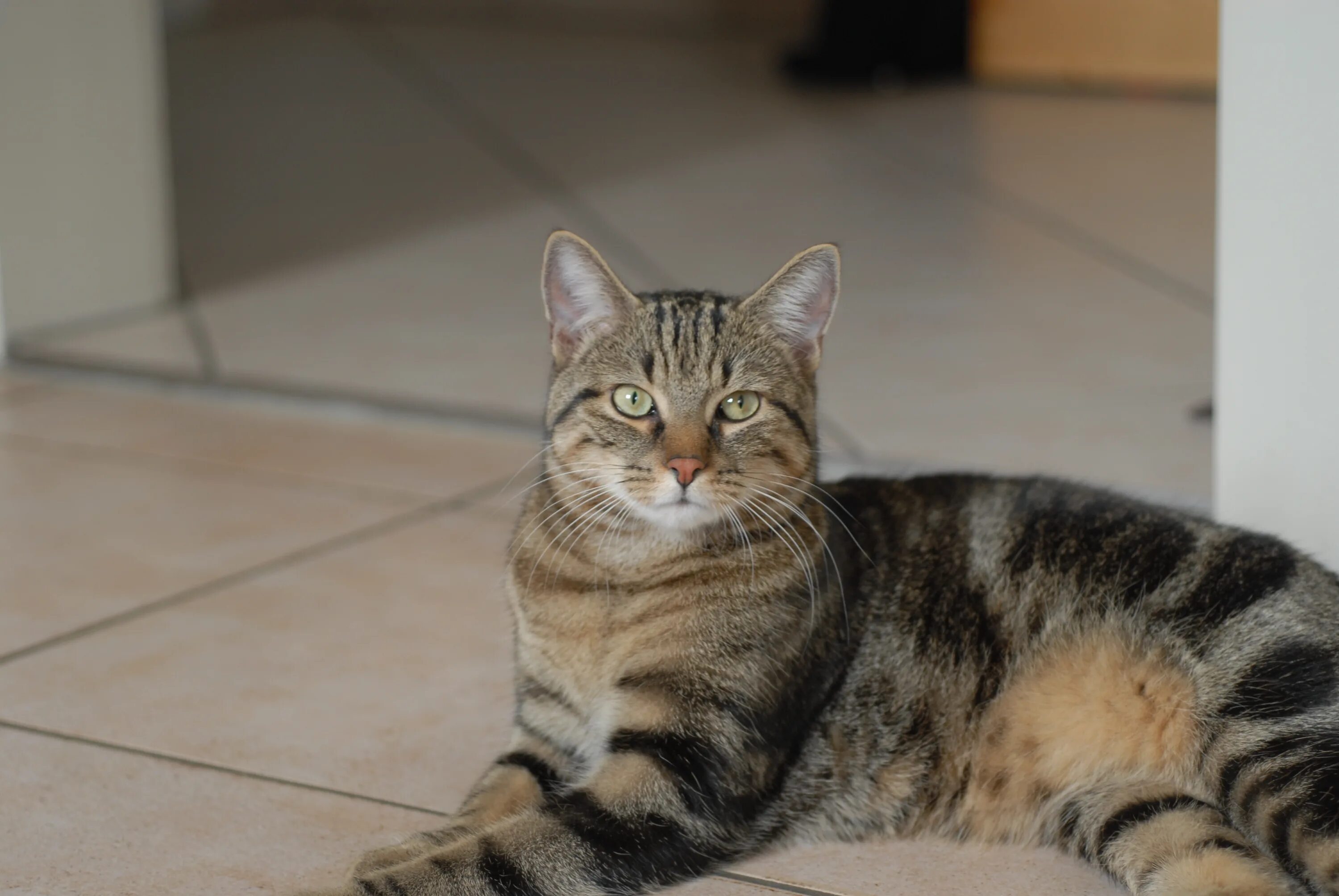 Полосатые кошки фото и названия File:European shorthair portrait 2 Quincy.jpg - Wikimedia Commons