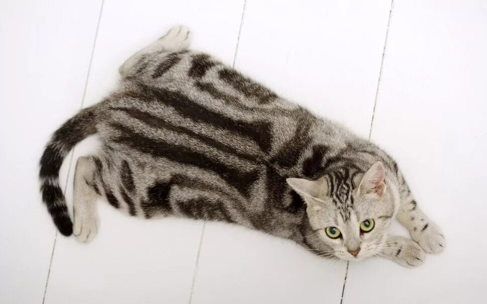 Полосатые кошки фото и названия munchkin cat American shorthair, Gatos, Gatos exóticos