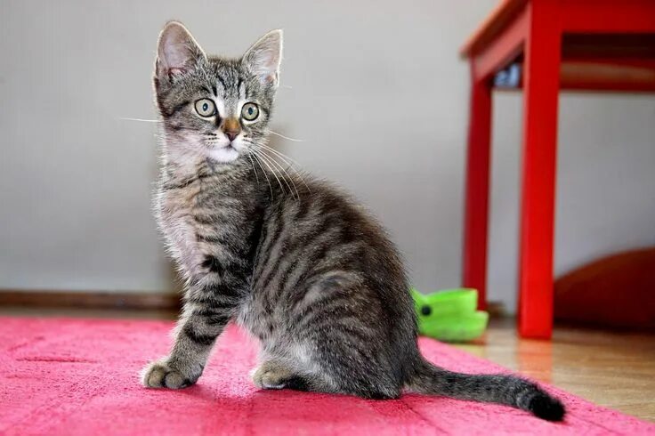 Полосатые кошки породы фото Cat Kitten Sitting - Free photo on Pixabay Buy a kitten, Cats, Cat allergies