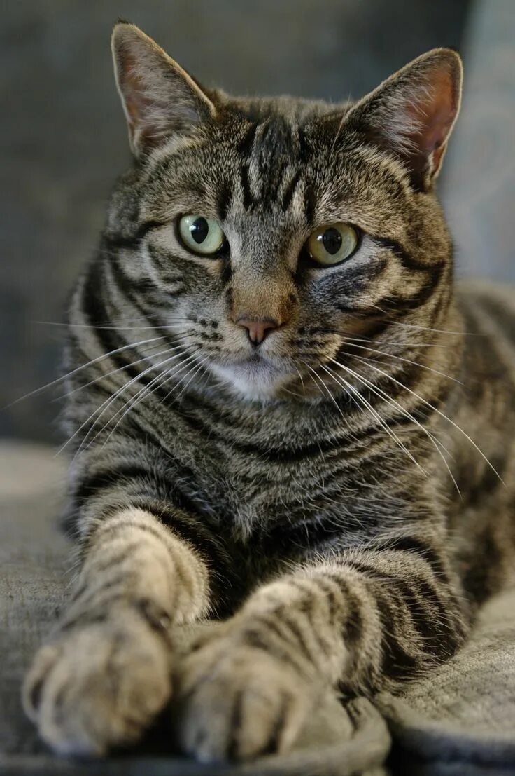 Полосатые кошки породы фото и названия A tabby beauty. Cute cats, Beautiful cats, Tabby cat