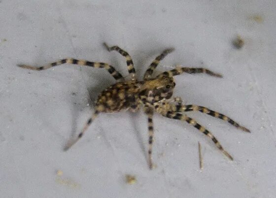 Полосатые пауки в россии фото и названия small wolf spider? Distinctly striped legs - BugGuide.Net