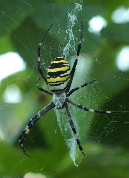 Полосатые пауки в россии фото и названия #Паукообразные_Arachnida Аргиопа Брюнниха, или паук-оса (Argiope bruennichi). Са