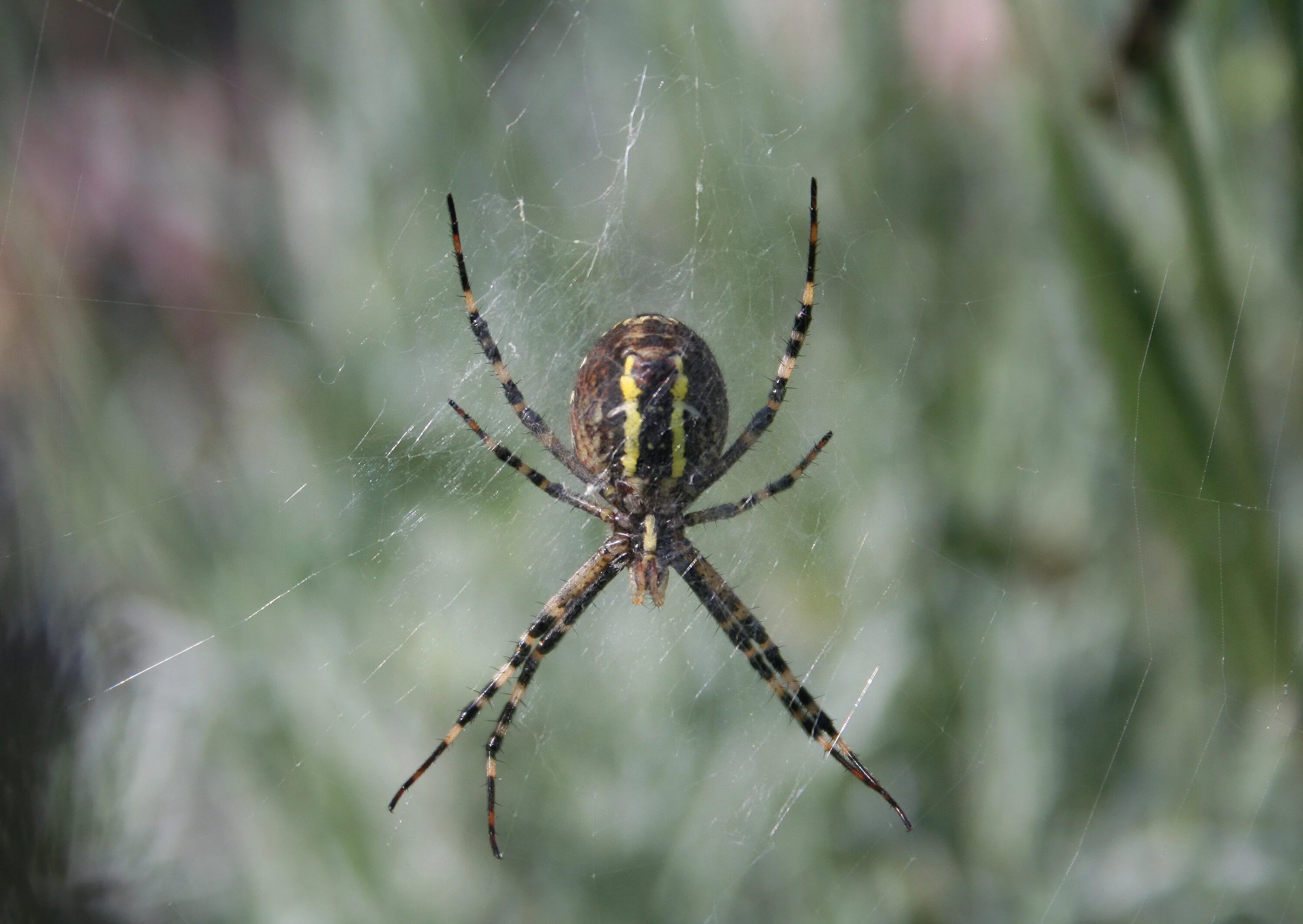 Полосатые пауки в россии фото и названия Free Images : nature, insect, fauna, invertebrate, cobweb, striped, close up, ar