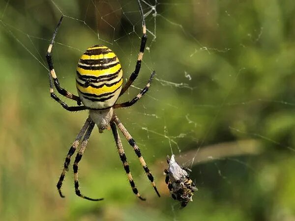 Полосатые пауки в россии фото и названия Похожее изображение Bugs and insects, Spider, Insects