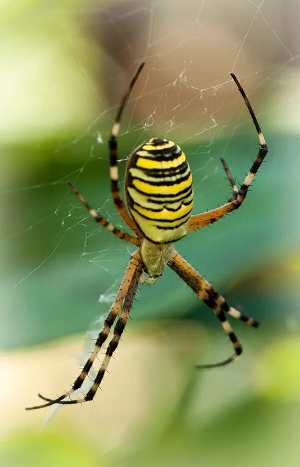 Полосатые пауки в россии фото и названия Argiope Fasciata, Макро