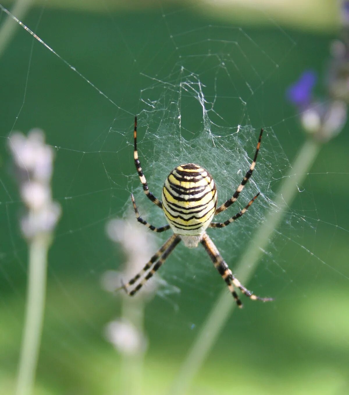 Полосатые пауки в россии фото и названия Free Images : nature, green, insect, fauna, invertebrate, spider web, cobweb, st