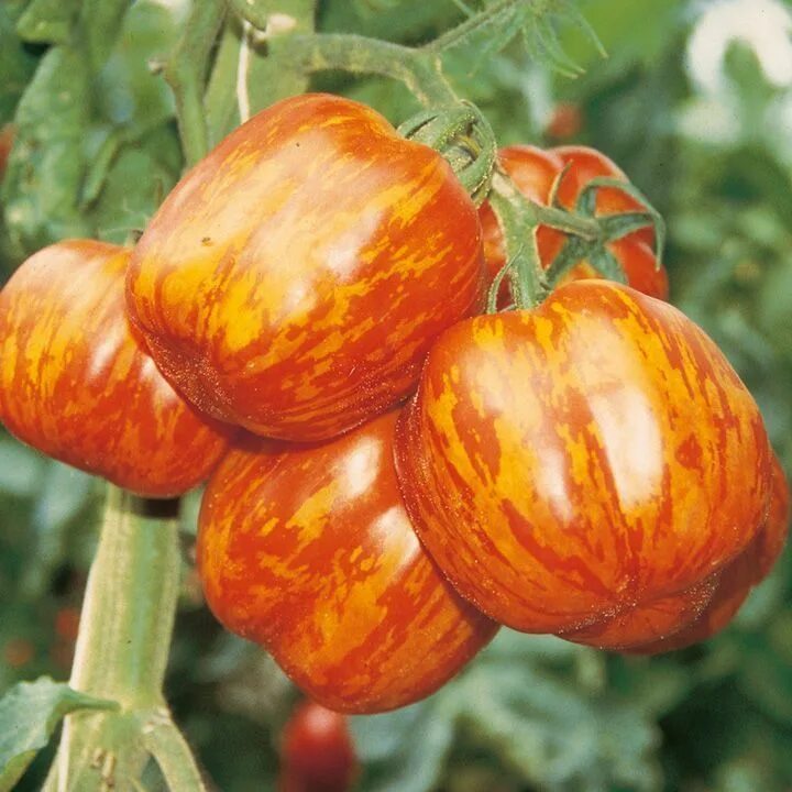 Полосатые помидоры сорта и фото Pin by Grow plants on Tomato plant Organic vegetable seeds, Tomato seeds, Organi