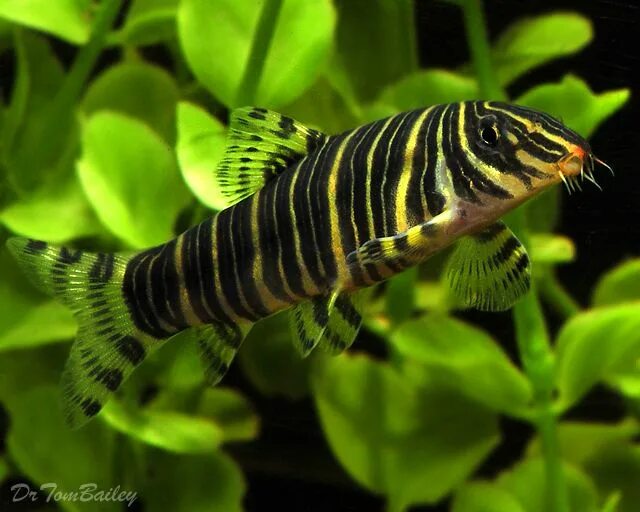 Полосатые рыбки для аквариума фото The new addition to my fish tank Aquarium fish, Tropical fish, Tropical freshwat