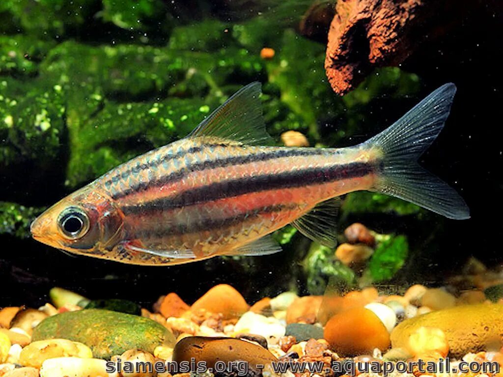 Полосатые рыбки для аквариума фото Desmopuntius johorensis Aquarium fish, Fish pet, Freshwater aquarium fish