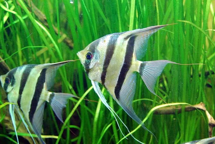 Полосатые рыбки для аквариума фото Semi-Aggressive Freshwater Fish for a Tropical Aquarium Freshwater aquarium fish