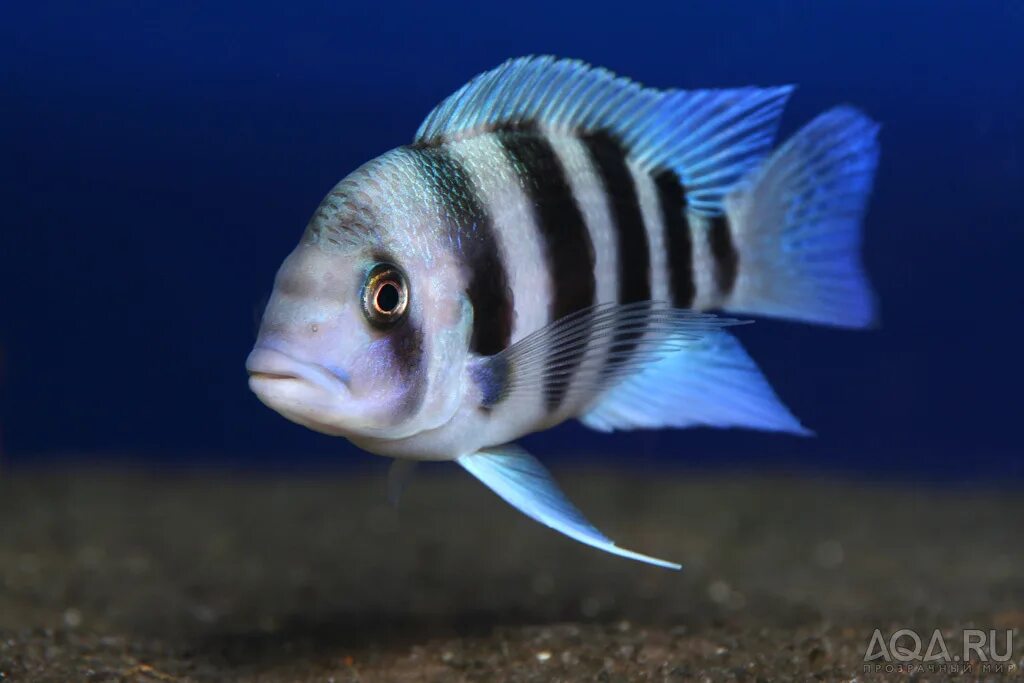 Полосатые рыбки название с фото Cyphotilapia gibberosa "Blue Mpimbwe" - ФОТО.АКВАРИУМ.РУ