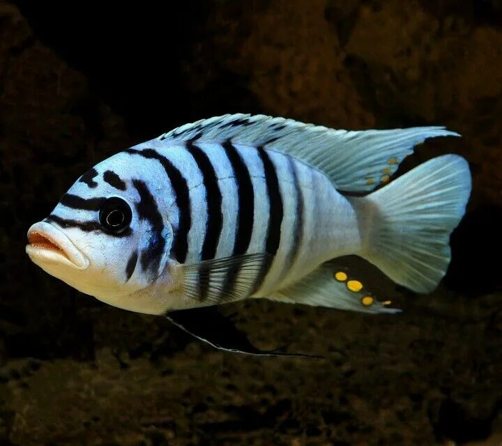 Полосатые рыбки название с фото African Cichlid Fish Tank Filter