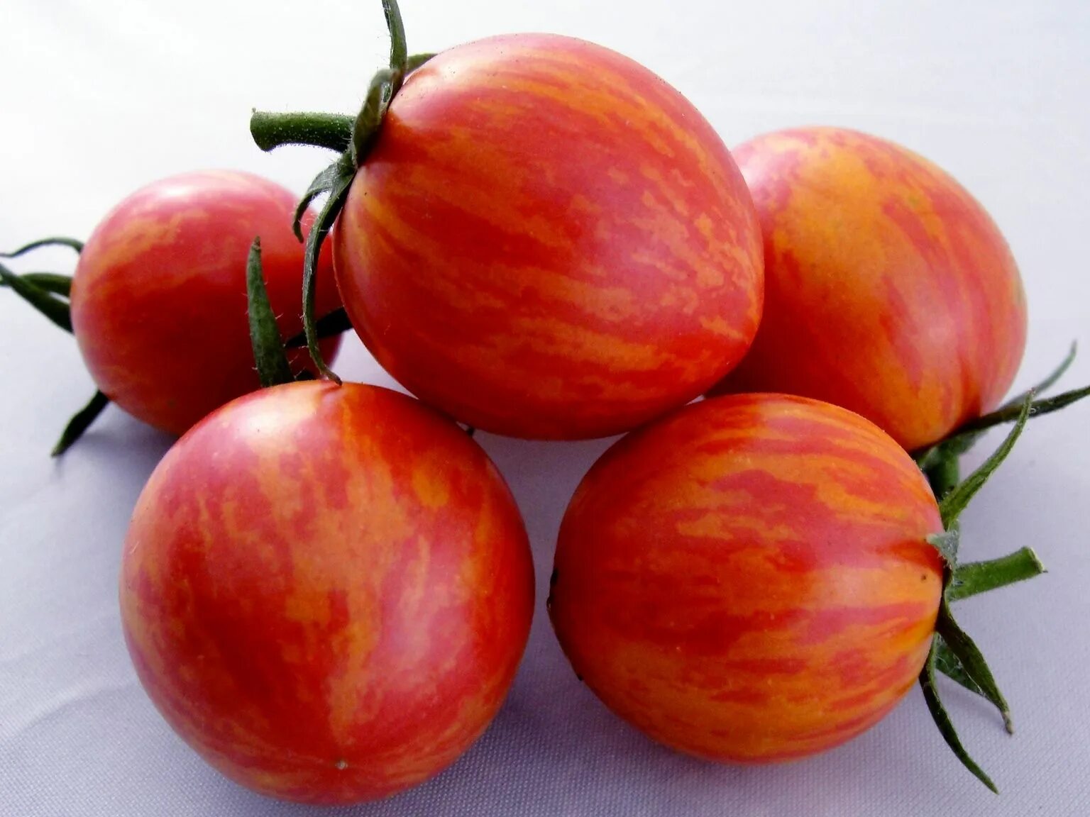 Полосатые томаты сорта фото The Secret Tomato Project Bee organic, Tomato, Edible garden