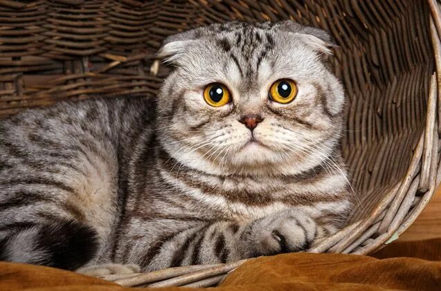 Полосатые вислоухие кошки фото Foldex Cat Breed Information and Pictures - PetGuide Cat breeds, Cats, Cat scott