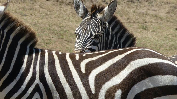 Полосатые животные фото Pin de Vilma Flott en ZEBRAS.