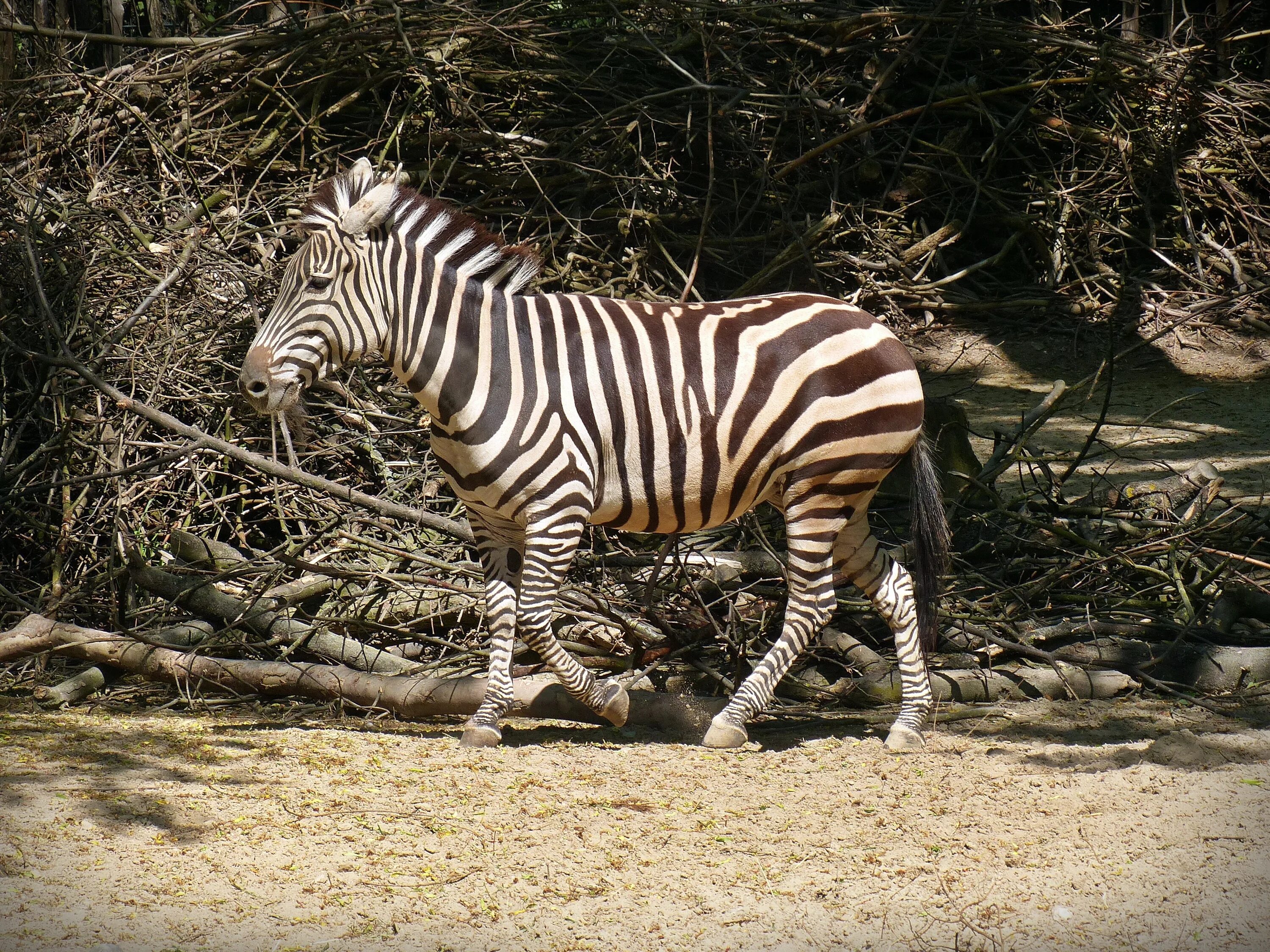 Полосатые животные фото Free Images : wildlife, zoo, fauna, black white, zebra, striped, wild horse, saf