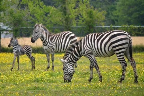 Полосатые животные фото Goats And Donkeys And Zebras, Oh My! these days of mine Zebras, Baby zebra, Zebr