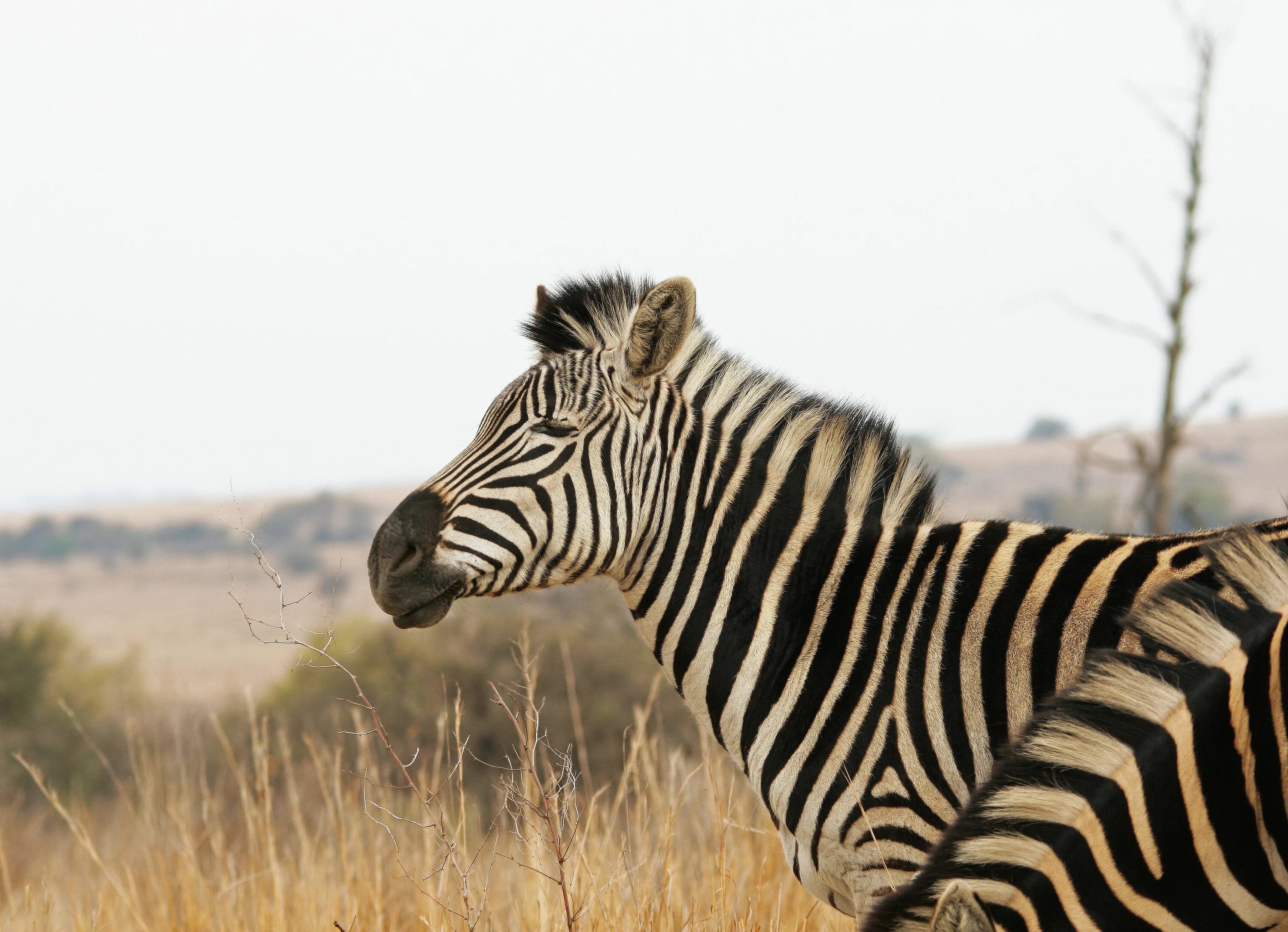 Полосатые животные фото Free Images : nature, grass, game, animal, wildlife, africa, mane, fauna, savann