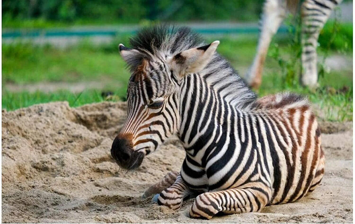 Полосатые животные фото Головоломка Little Zebra Плакаты Детские игрушки Забавная домашняя игра для взро