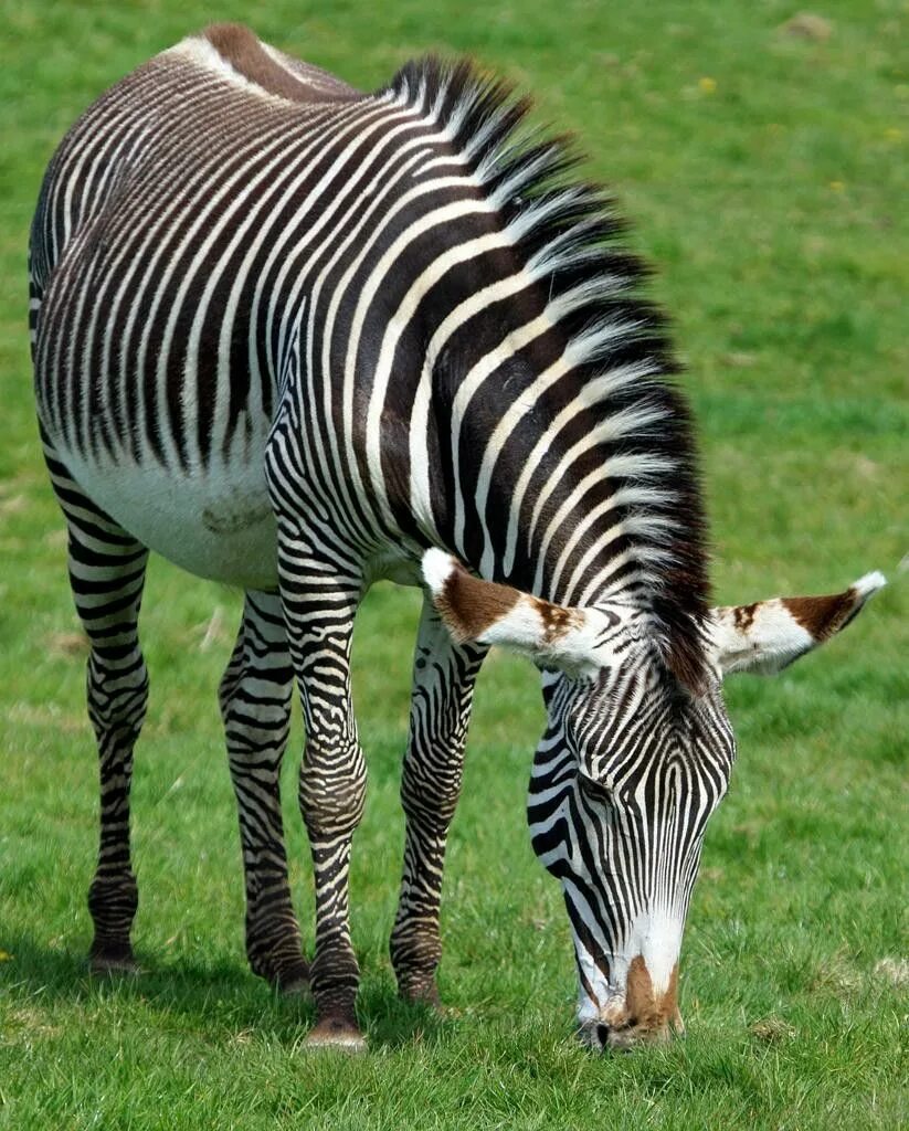 Полосатые животные фото Pin on Beautés....la terre est tellement belle ! in 2024 Zebra, Animals, Nature