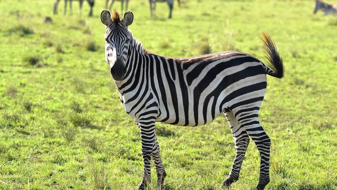 Полосатые животные фото Things you didn't know about Zebras - YouTube