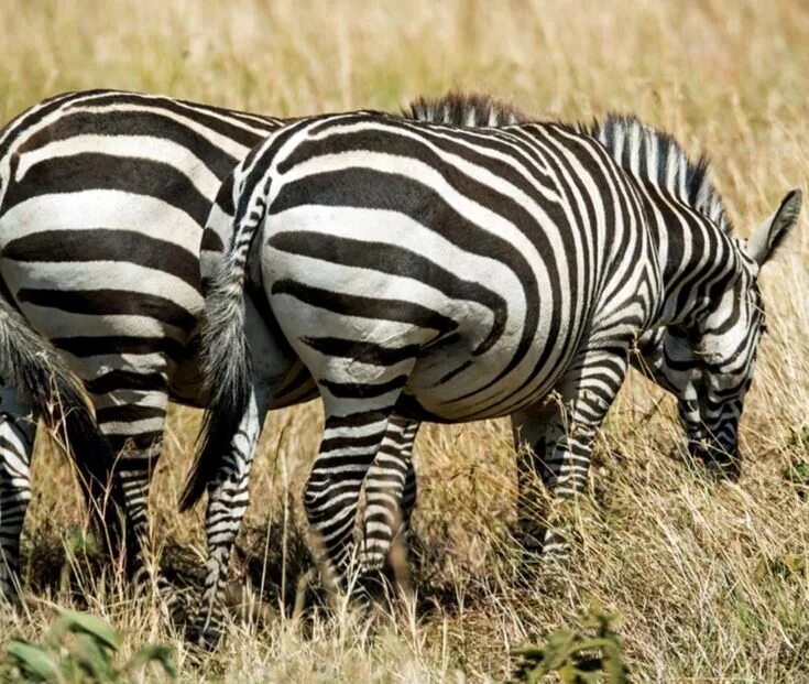 Полосатые животные фото Mara national park Kenya Zebras, Wildlife, National parks