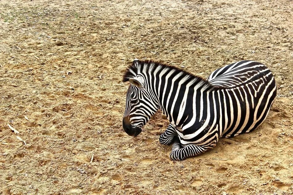 Полосатые животные фото Zebra Animal at Wildlife free image download